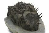 Insane, Spiny, Undescribed Scabrella Trilobite - Morocco #328620-4